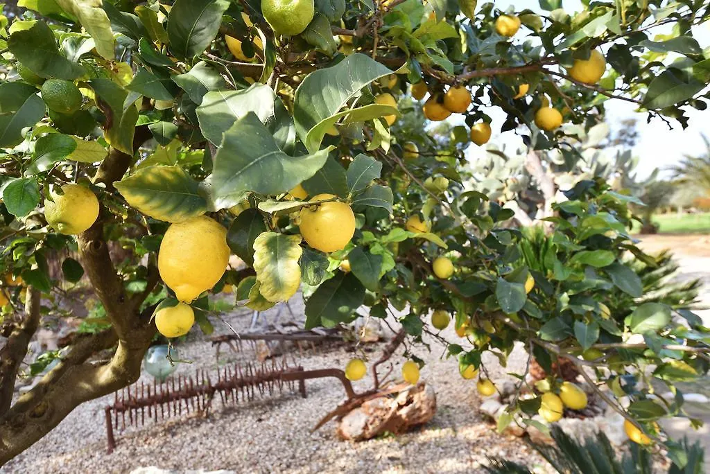 Ferienhaus Hort De Na Barrala Ses Covetes